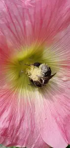 Annelies 05 Stuifmeel orgie